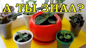 Самые красивые ЦВЕТЫ  для посева в ФЕВРАЛЕ🌹🌻🌹🌻🌹