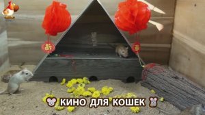 Видео для кошек про крысок развлекать питомцев 🐭🐀😂 (452)
