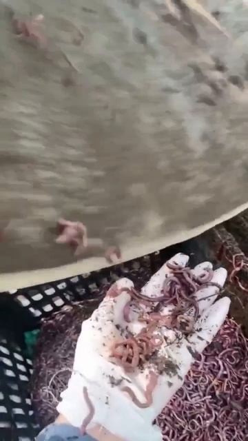 Кто имеет представление, для чего это необходимо?