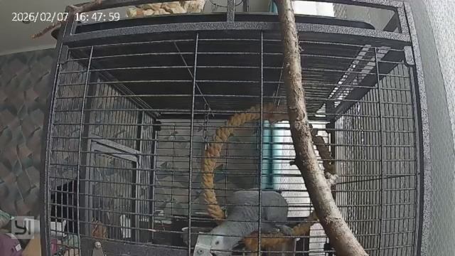 аня, быстрее #попугай #жако #мира #ваня