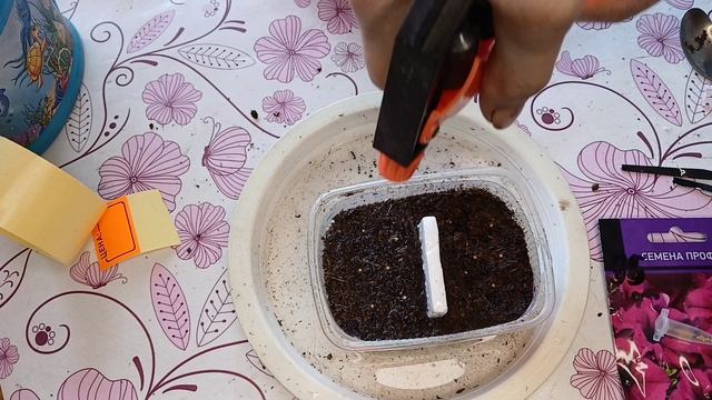 07-02-2026.Посев петунии,гранулированной.