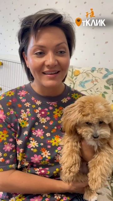 о воспитании собак на сайте 🐾