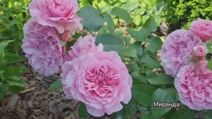 Немного тепла, цветов и лета! 🌹💕 Сезон 2025 Ленинградская область.🌺💕