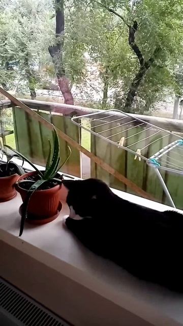 БАКСИК ОХОТНИК.