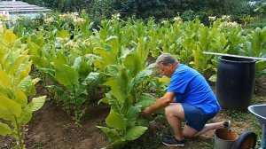 «МОИ НОВОГОДНИЕ СИГАРЫ - 2026: ИЗ ГОРЯЧЕГО ИЮЛЯ - В СНЕЖНЫЙ ДЕКАБРЬ» «Сады порока» 10 сезон 2 серия