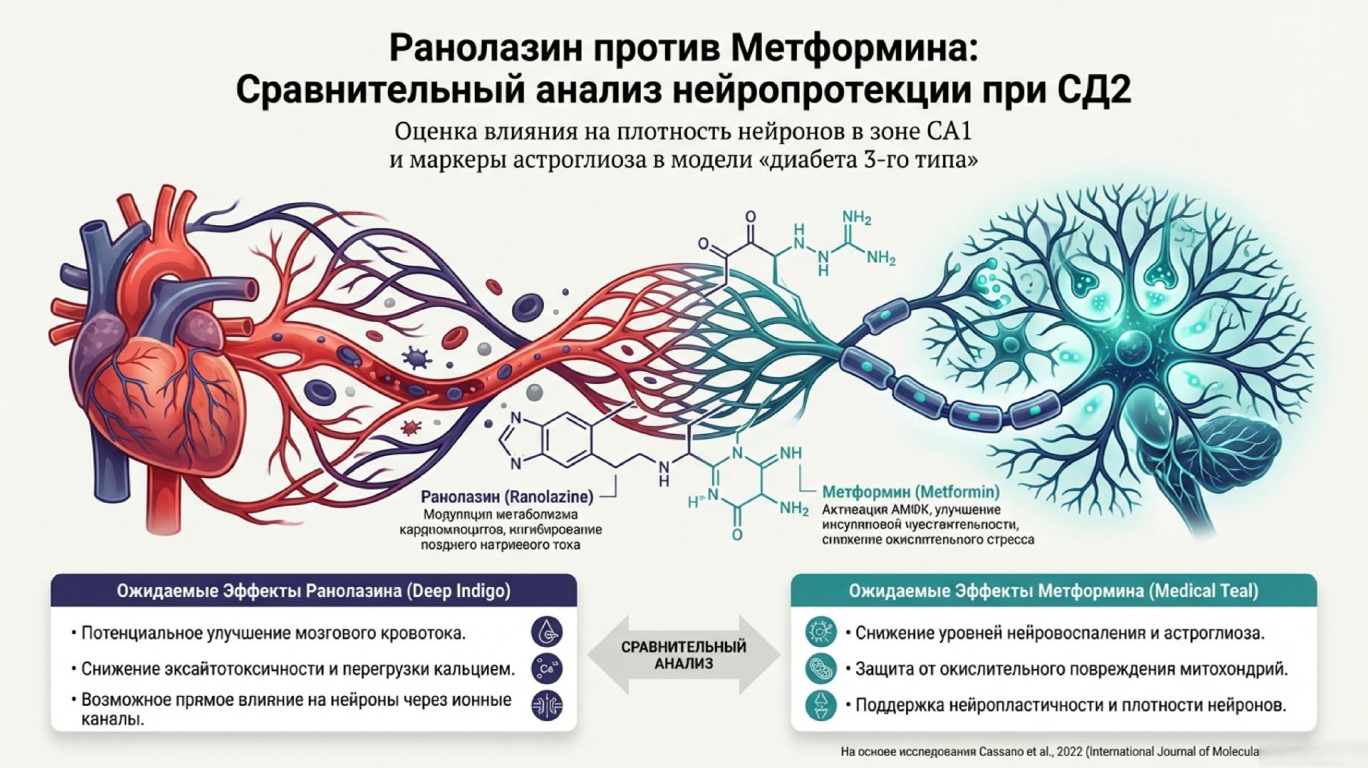 Ранолазин ослабляет диабетическую кардиомиопатию и спасает мозг от диабета 2 (3) типа