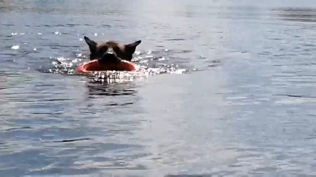 Гарат купается на плотине в д.Василево смотреть онлайн