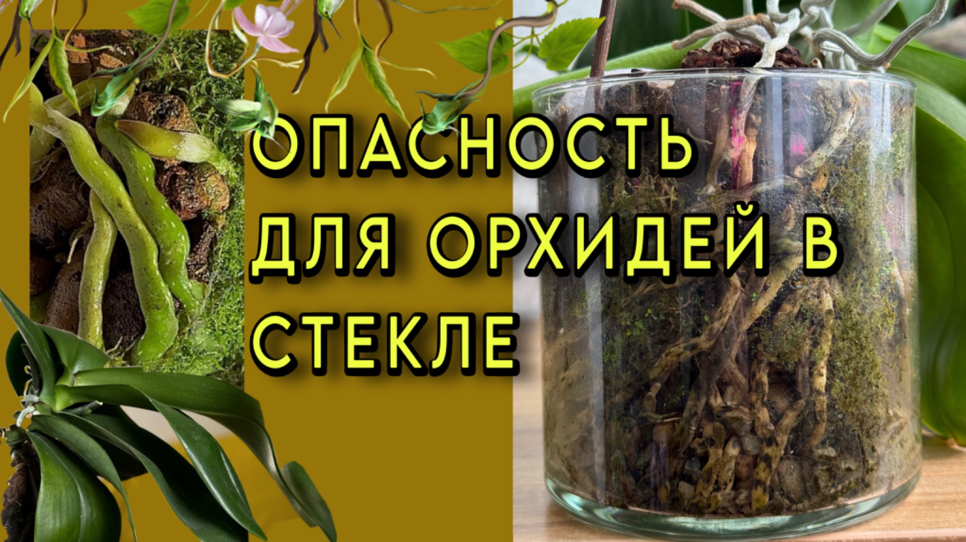 2 литра ЗАМОРОЖЕННЫХ КОРНЕЙ орхидей смотреть онлайн