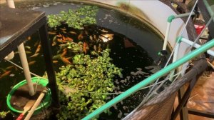 Пруд в гараже.История с морозами.Карпы кои и осетры.