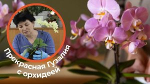 Пересадка орхидеи – это просто. Главное, не навредить растению