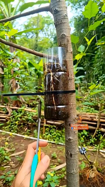 Как из ветки вырастить растение