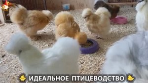 Идеальное птицеводство достойно восхищения 🐓🦆🦢🦚🦃🐔 эпизод (454)