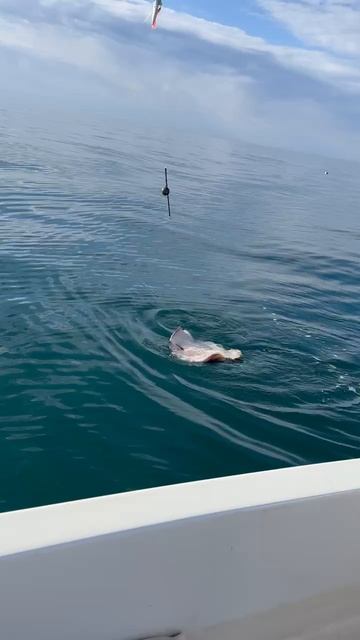 Скат 13 кг. Рыбалка в Чёрном море. смотреть онлайн