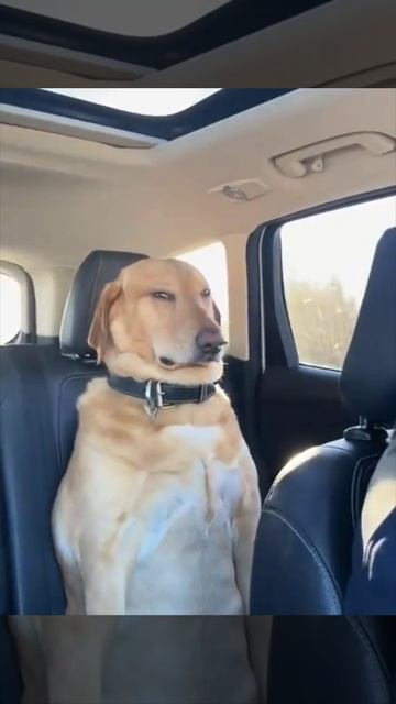 Он знает, что едет к ветеринару, но не может это доказать