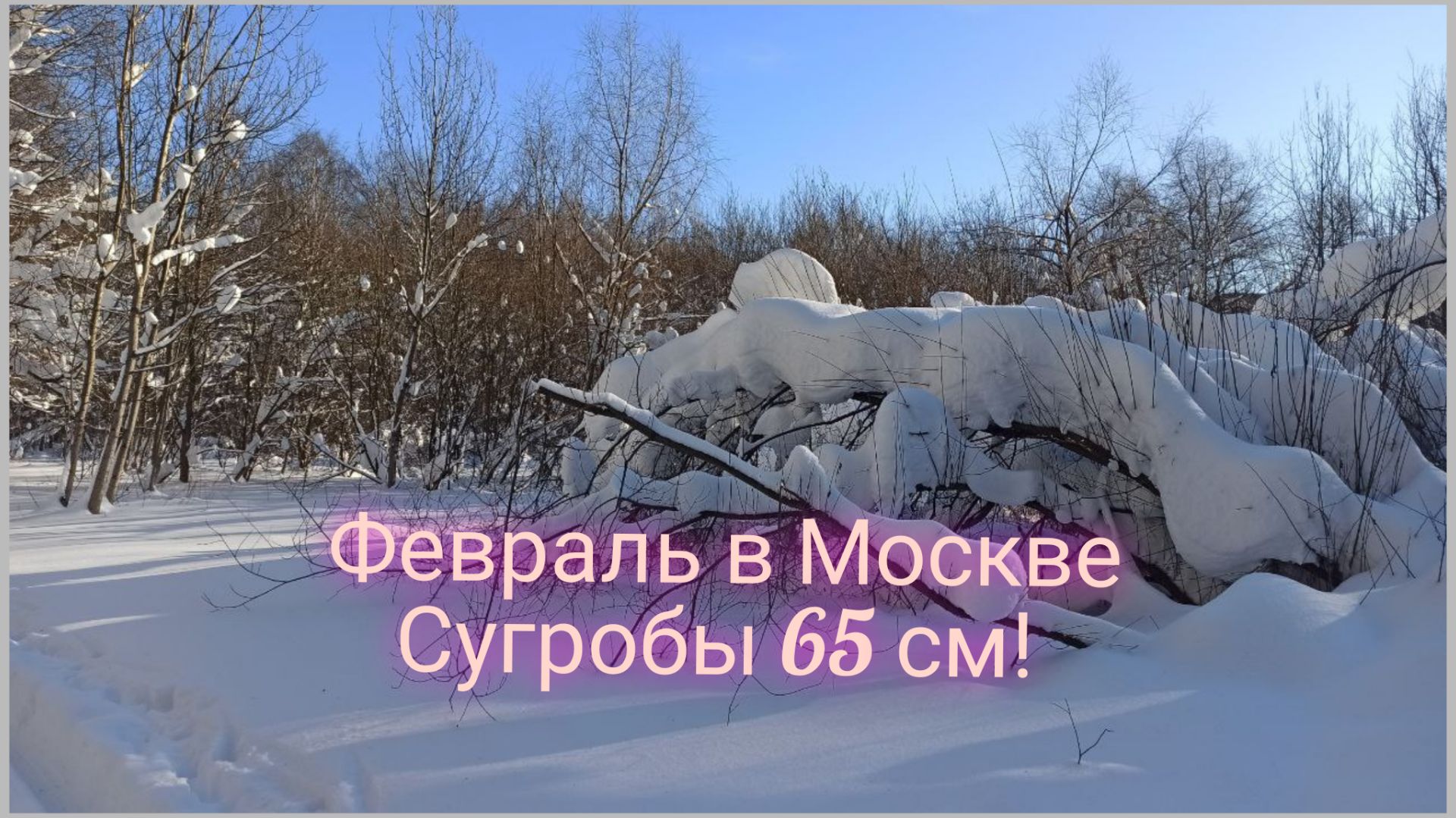 Лыжная прогулка в ясный февральский день. Московский регион.