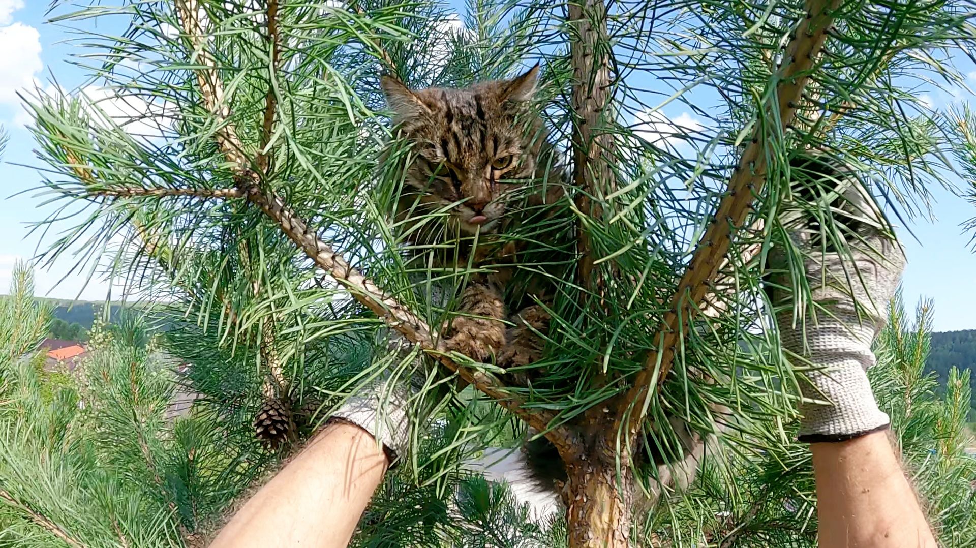 Маленький большой Бублик