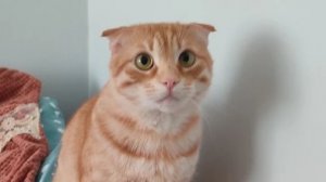 Если хотите, скачивайте