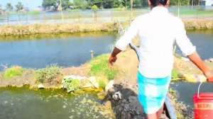 РЫБОВОДНЫЙ БИЗНЕС