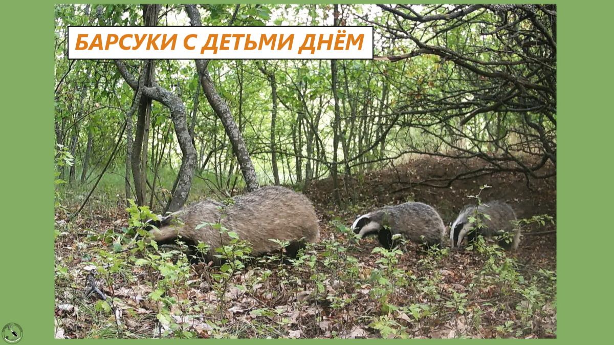 Барсуки и барсучата в июне. День. 14.06.25