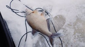 Лещ р.Свирь