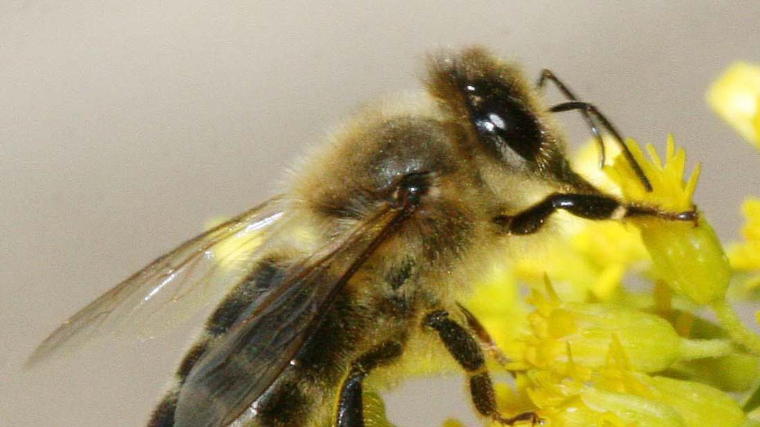 Пчела Карника