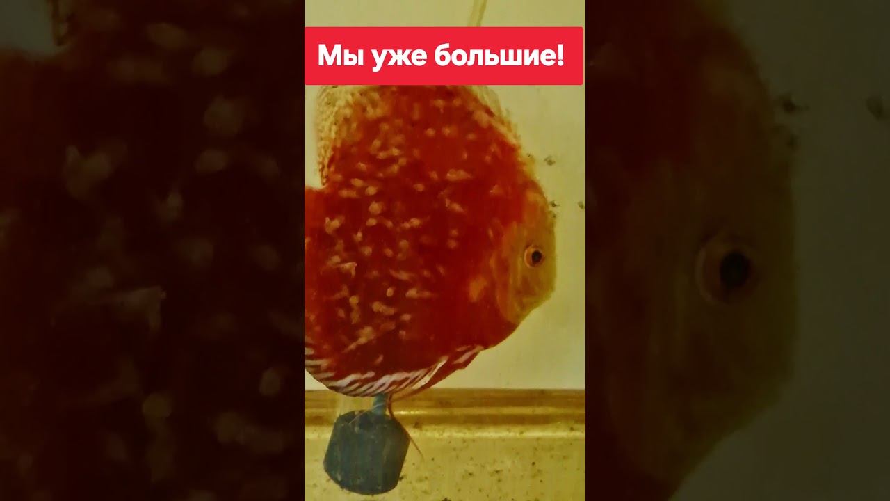 ЧЕМПИОНЫ! Растем быстро крепкими и здоровыми!