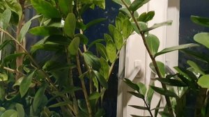 Как жизнь кратка...