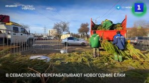 В Севастополе перерабатывают новогодние ёлки