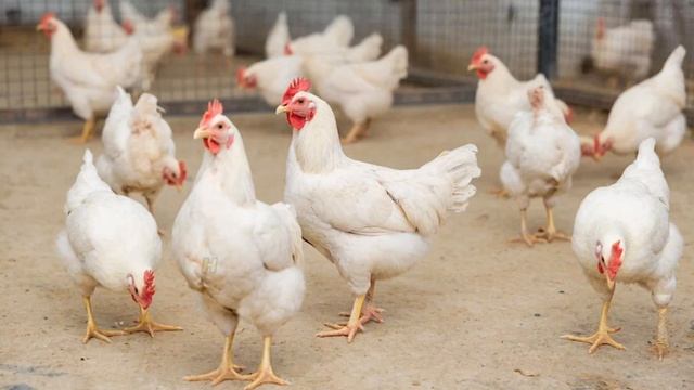 95% фермеров делают это неправильно 🐔 Как реально вырастить бройлера без потерь 🥩 95% фермеров делают это неправильно 🐔 Как реально вырастить бройлера без потерь 🥩