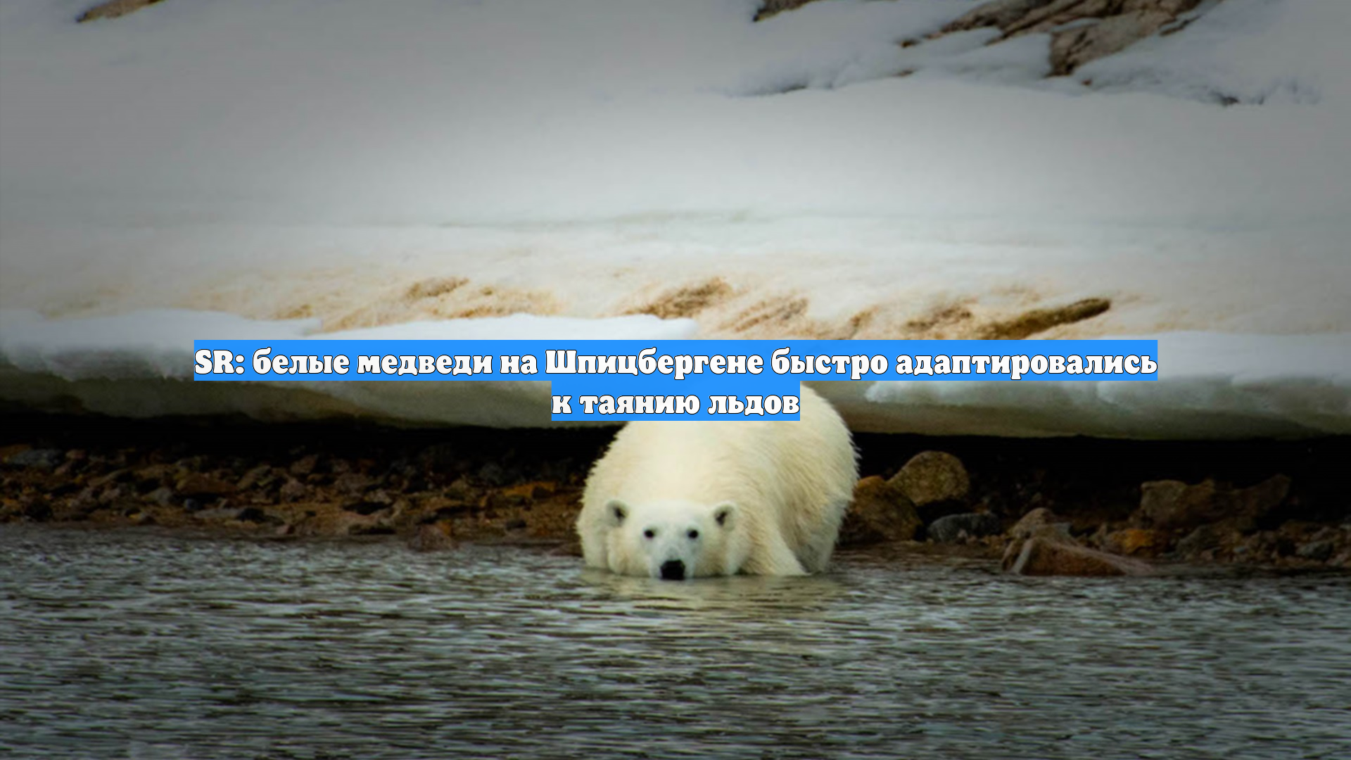 SR: белые медведи на Шпицбергене быстро адаптировались к таянию льдов смотреть онлайн