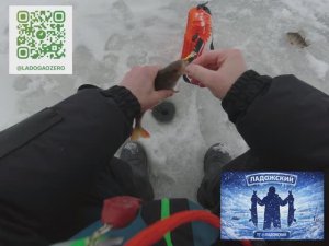Ловля окуня зима балансир Ладога