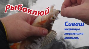 Сиваш - жерлицы, мормышка, мотыль