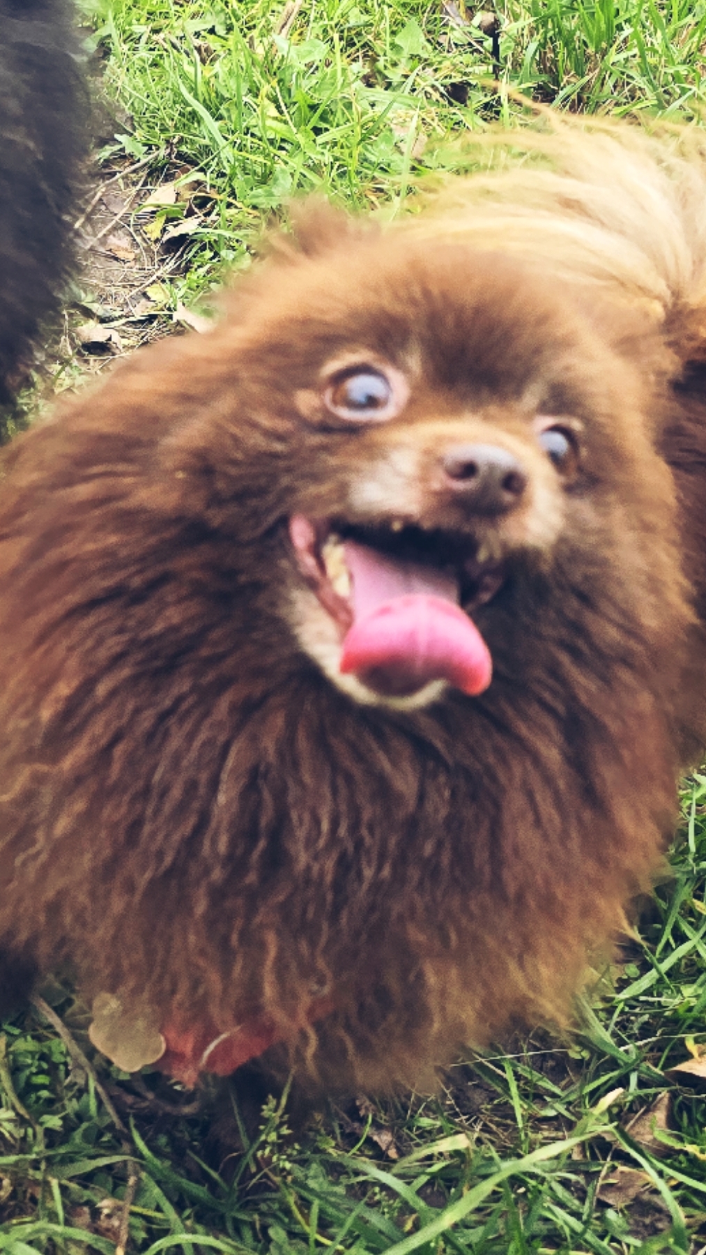 Собаки чуть не оторвали хвост. #шпиц #юмор #собака Собаки чуть не оторвали хвост. #шпиц #юмор #собака