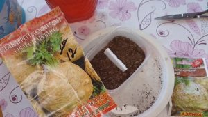 2213.  Рассадный 2026 г. Посев корневой сельдерея.