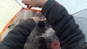 Репино.Плотва.06.02.26