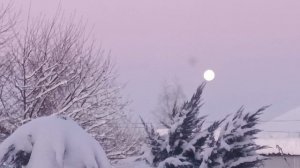 ТО СНЕГ И МОРОЗЫ,ПЕРЕСАДИЛА ХРИЗАНТЕМЫ