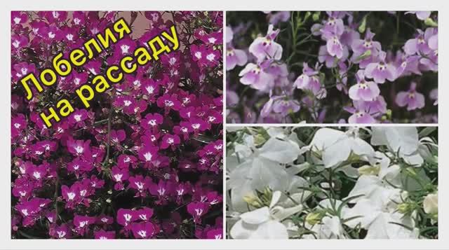 Лобелия на рассаду 07.02.2026. Всхожесть 100% смотреть онлайн