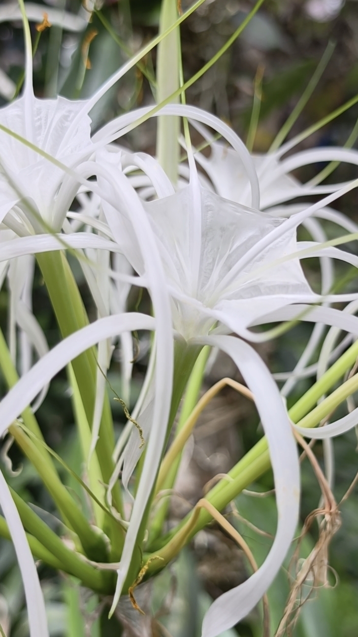 Гименокаллис прекрасный- удивительное растение.