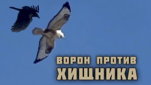 Ворон защищает свой двор