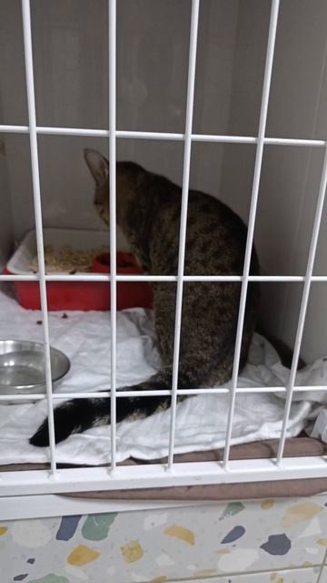 Волгоград! SOS! Две жизни на грани, и мне очень нужна ваша помощь! 🙏
Сегодня у меня сразу две беды.