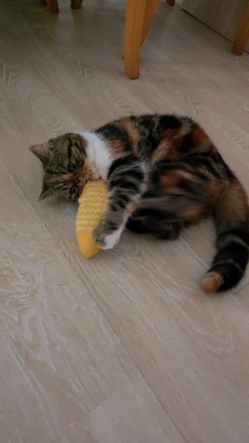 Рыбка моя😸🧡 смотреть онлайн