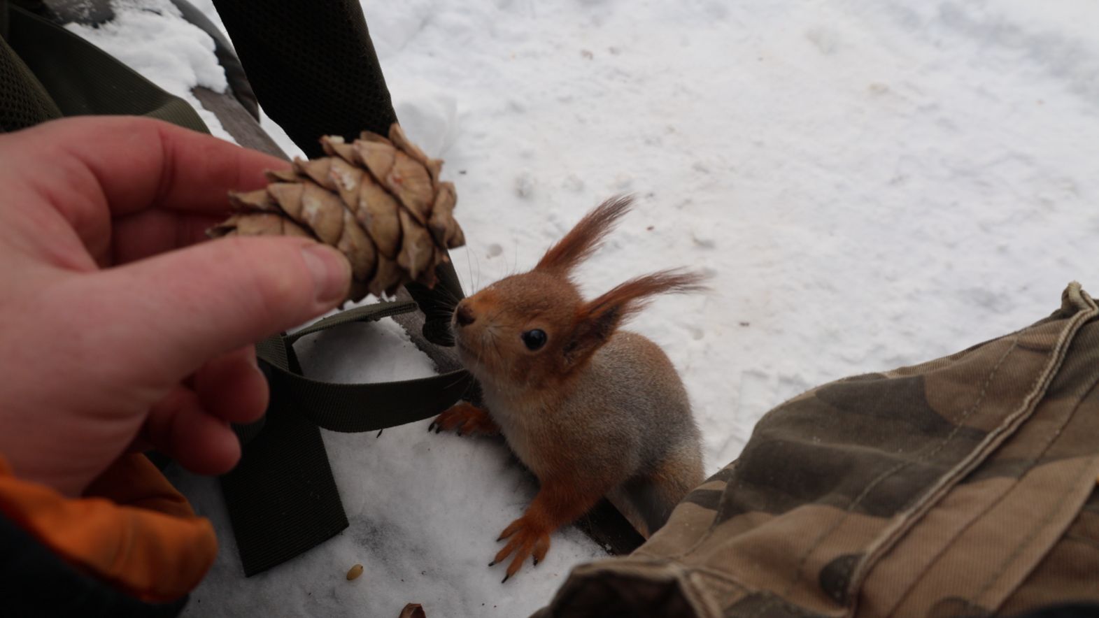Белки. Кормушки. Зарисовка смотреть онлайн