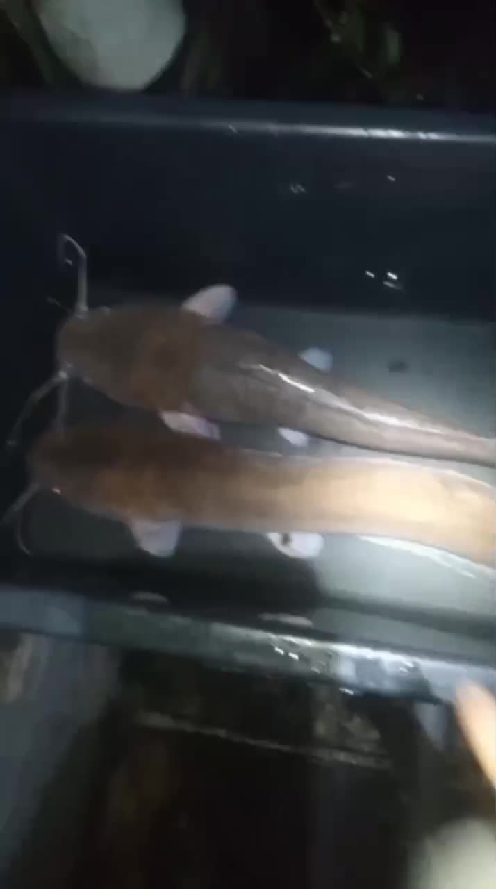 Всем доброй ночи. Дядя Витя сходил на рыбалку!!! Сомики потихоньку превратились в настоящих сомов…