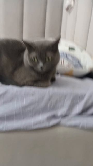 котик смотреть онлайн