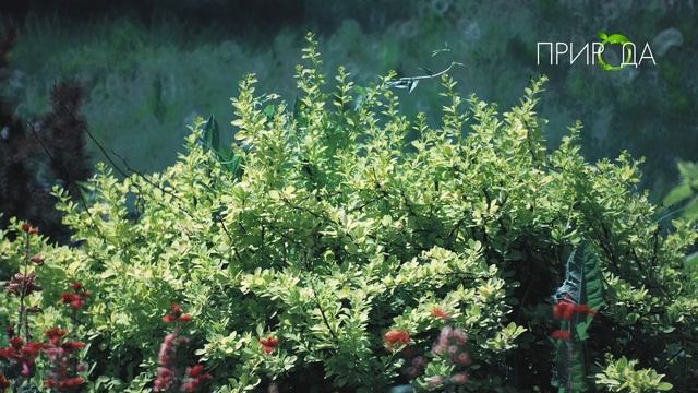 Природа. Бирючина