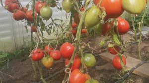 pomidom.ru Помидоры Сердце Мордовии