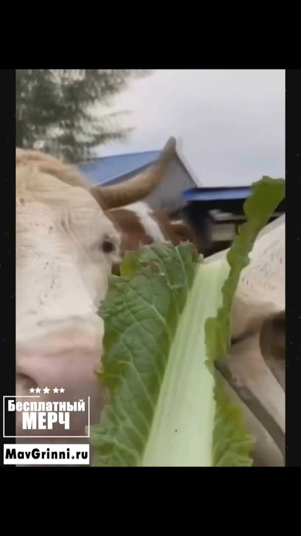 ЭТО БЕЗУМИЕ! Угарная подборка приколов НЕ ПЕЙТЕ ВОДУ ПЕРЕД ПРОСМОТРОМ!Ржака!Лол!Топ Смех Видео №9782 смотреть онлайн