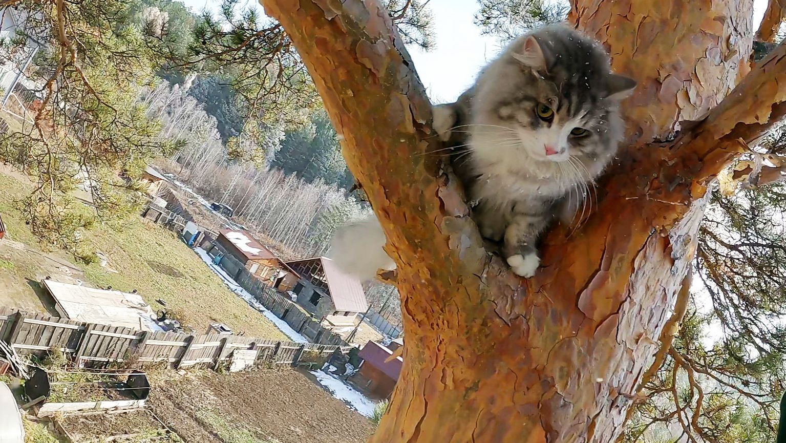 5 суток отсидки на дереве