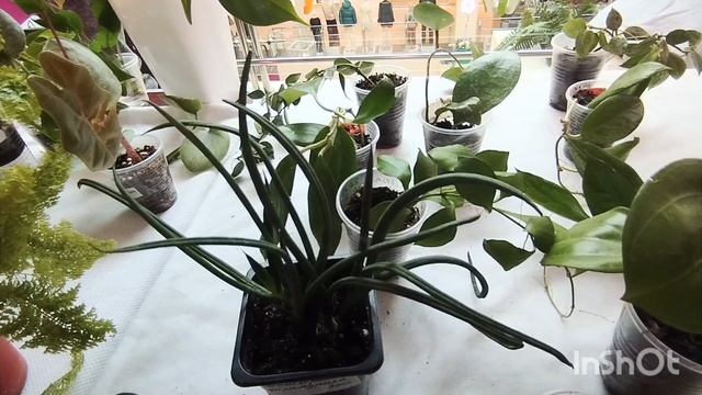 Выставка цветов в Самаре.🌴🌹🌳🪻