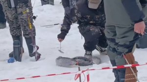 Зарыбление водоёма и поимки призовой форели продолжаются.